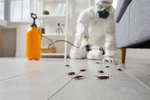 Post-Treatment Bed Bug Interceptor Monitoring in Green Park